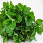 Mint bunch